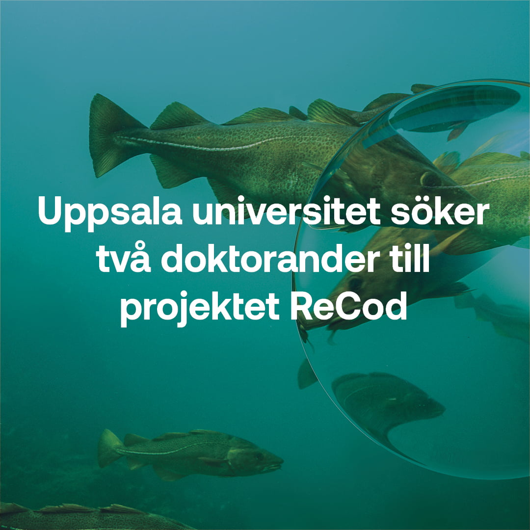 Två doktorandtjänster på Campus Gotland